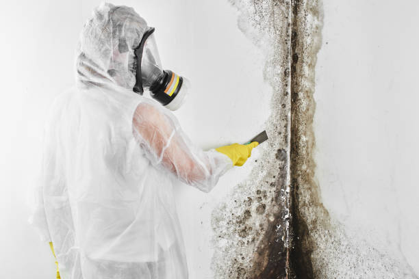 Best Mold Cleaning Services  in Splendora, TX