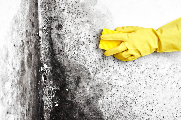 Best Certified Mold Removal  in Splendora, TX
