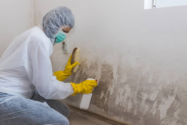 Best Toxic Mold Removal  in Splendora, TX
