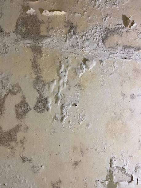 Mold Removal and Inspection in Splendora, TX