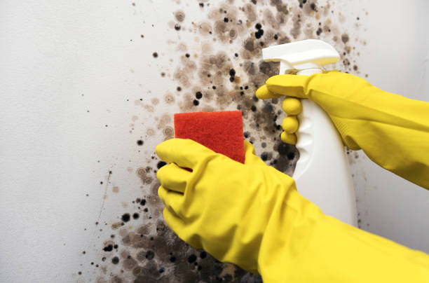 Mold Testing and Removal in Splendora, TX