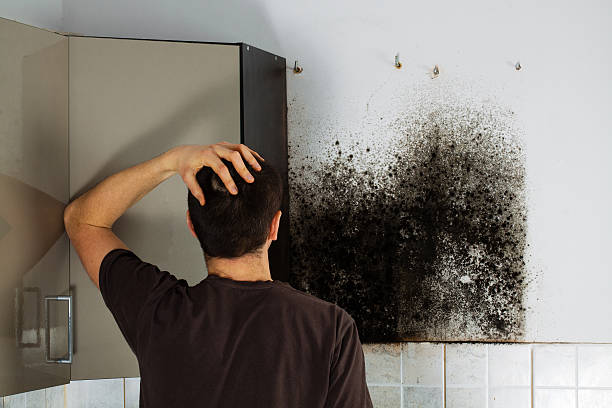 Best Emergency Mold Removal  in Splendora, TX